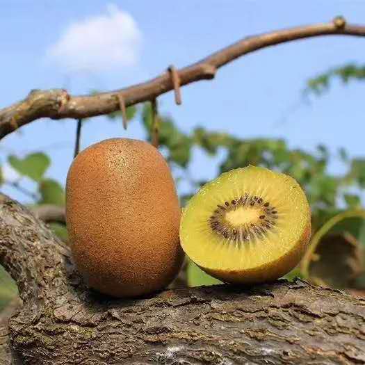 枝頭的黃心獼猴桃